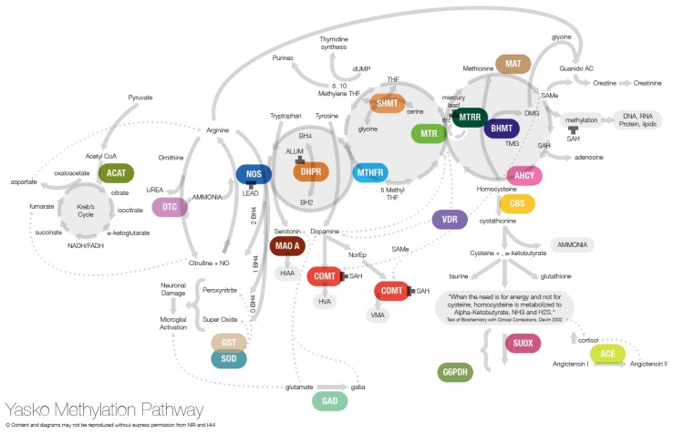 Мутации и витамины Yasko-methylation-pathway